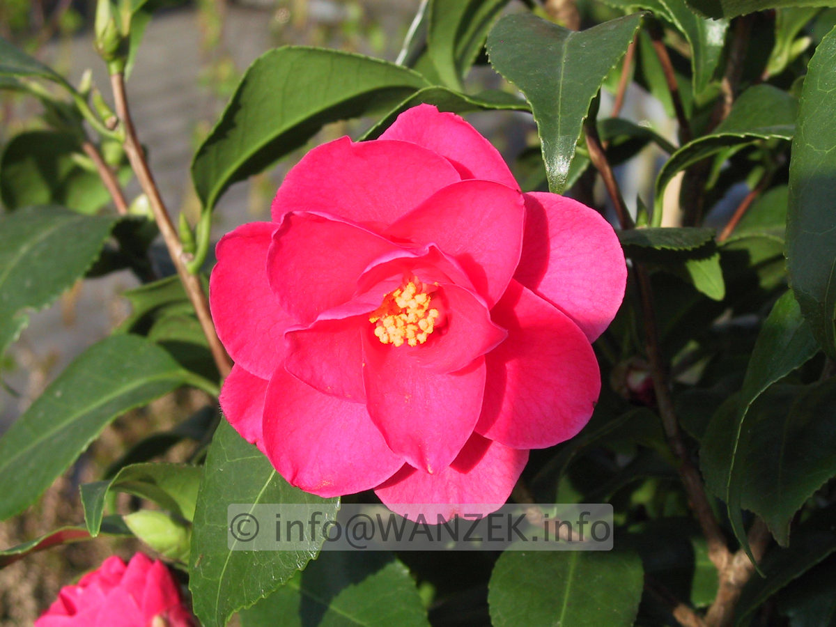 Camellia japonica Coquettii.JPG